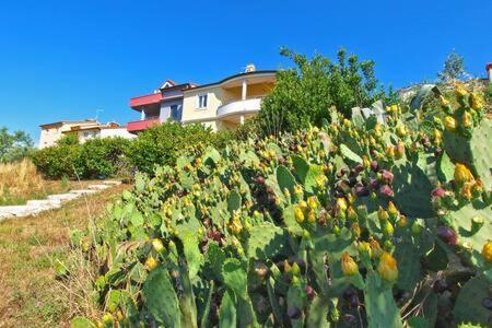 Lucija Apartmán Pula